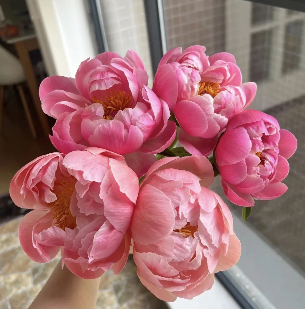 亏米福利现货 【迷你夏威夷】山东菏泽重瓣芍药 鲜切花插花