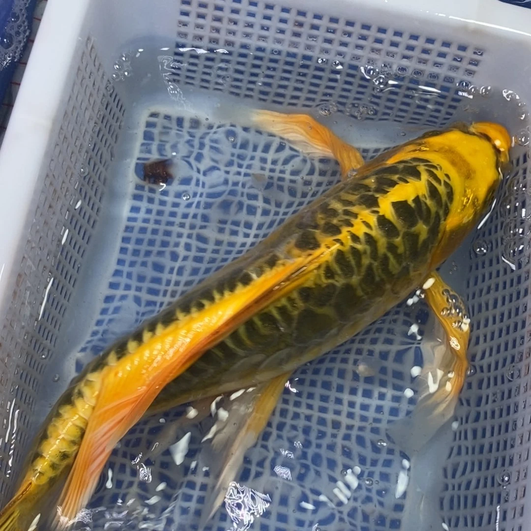 锦鲤冷水锦鲤包邮