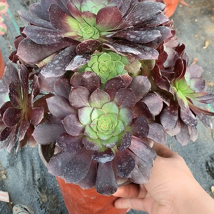 326赤焰莲多肉植物