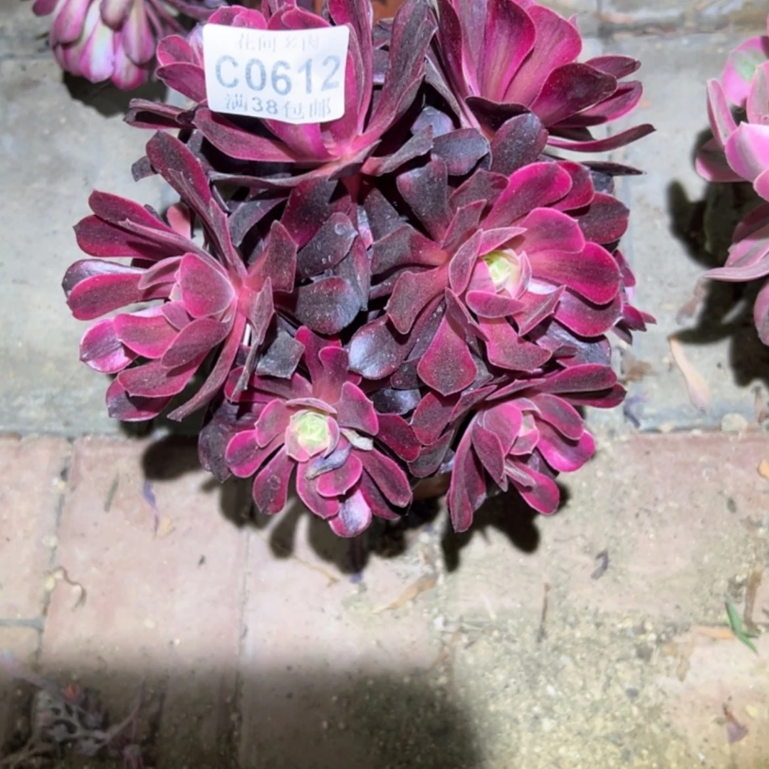 【闪购商品】612美杜莎多肉