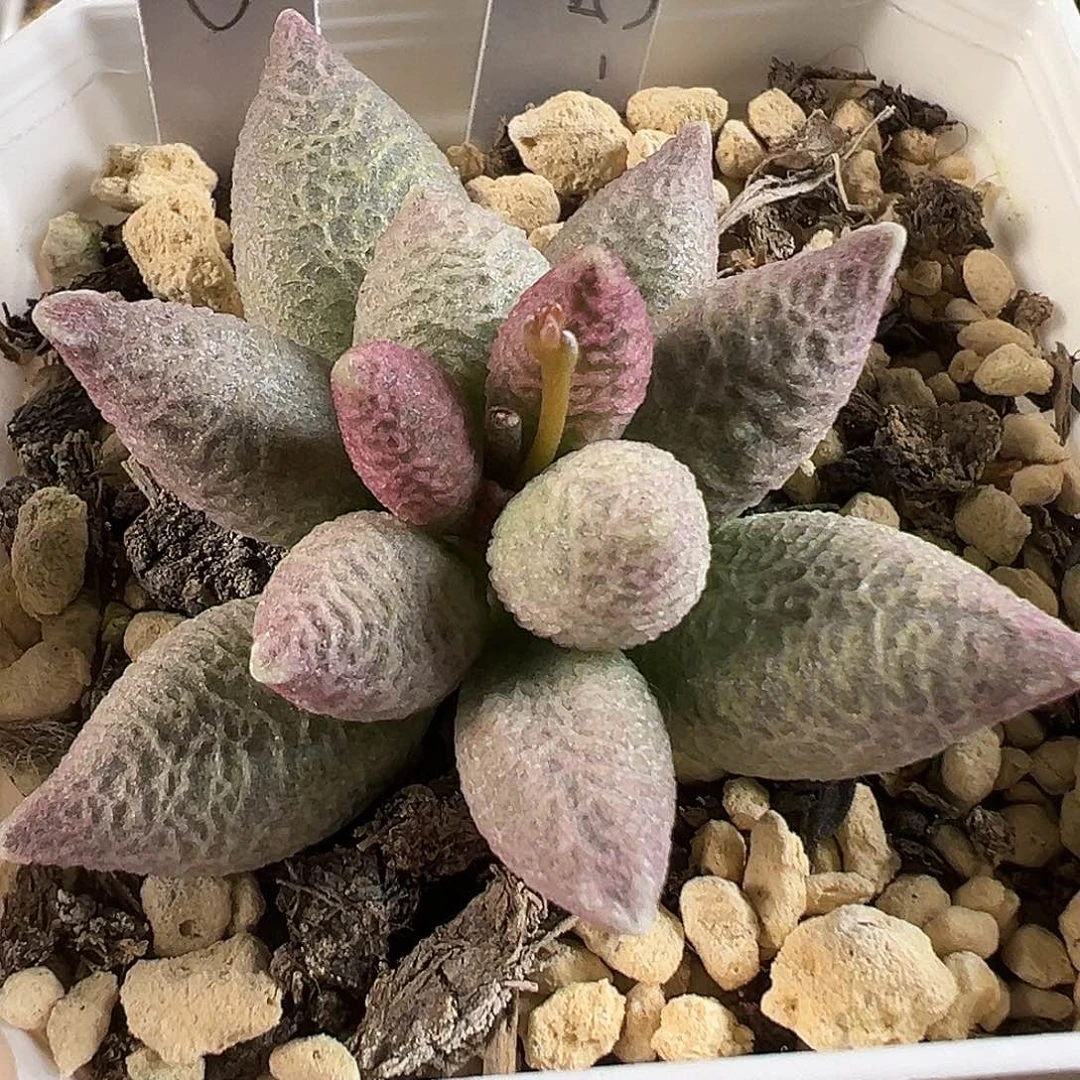 实生新品024-5719