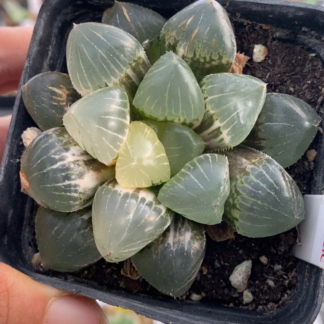 186号糯玉露锦多肉植物