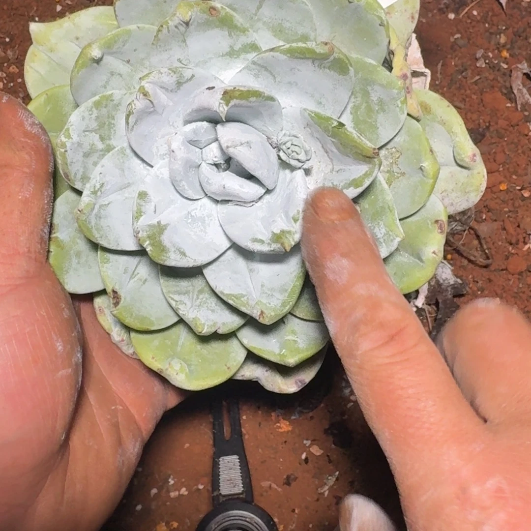 仙女杯多肉植物杂交