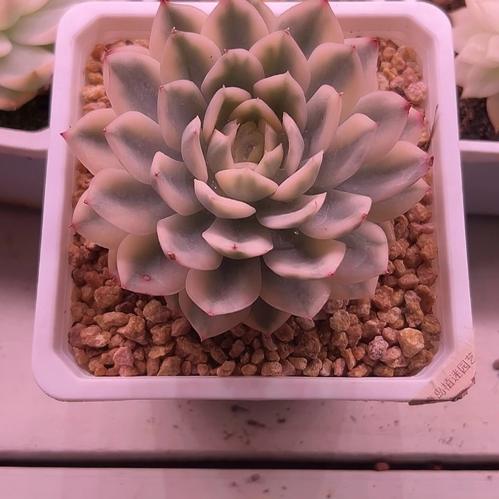 月亮仙子锦38包邮