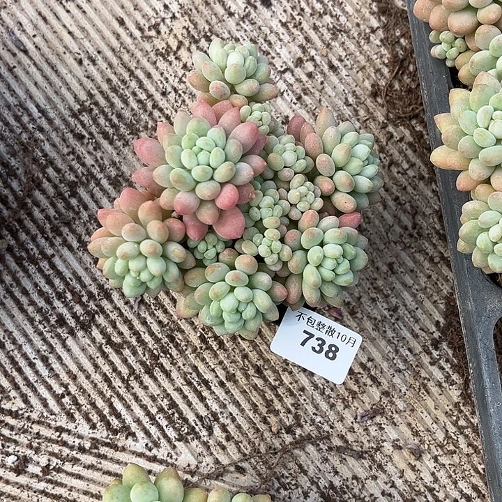 阿雅园艺。       738洛可可