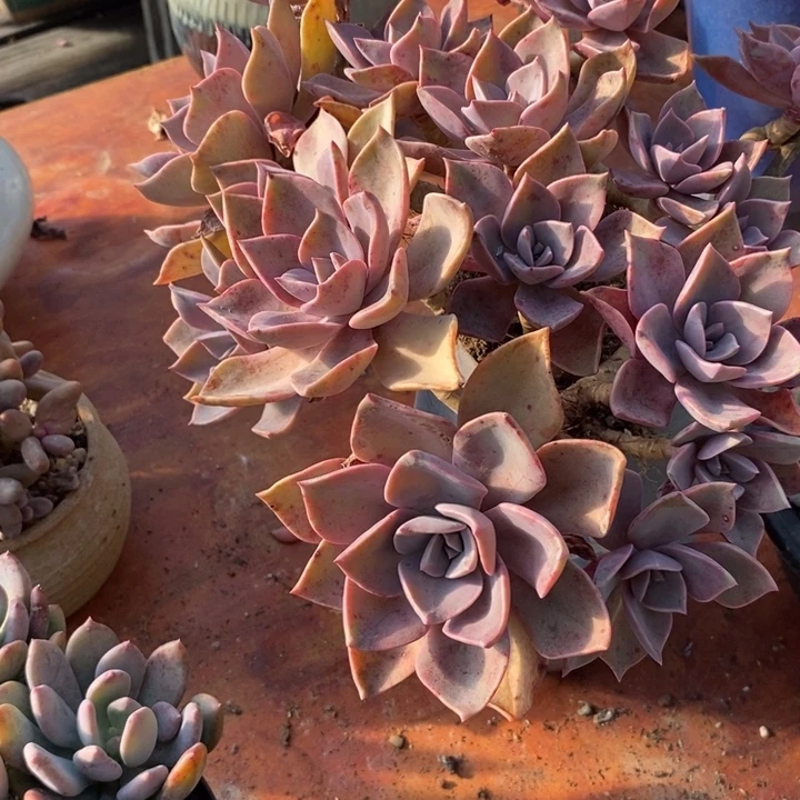 初恋老桩多肉无砍