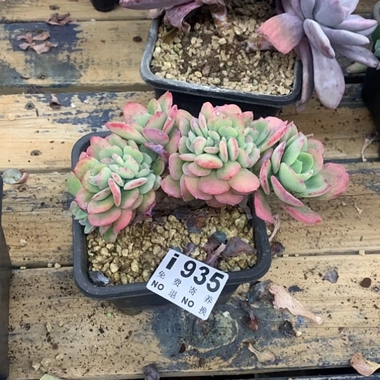 臭***活天鹅绒缀化935 亏本处理不退不换7-8天发货