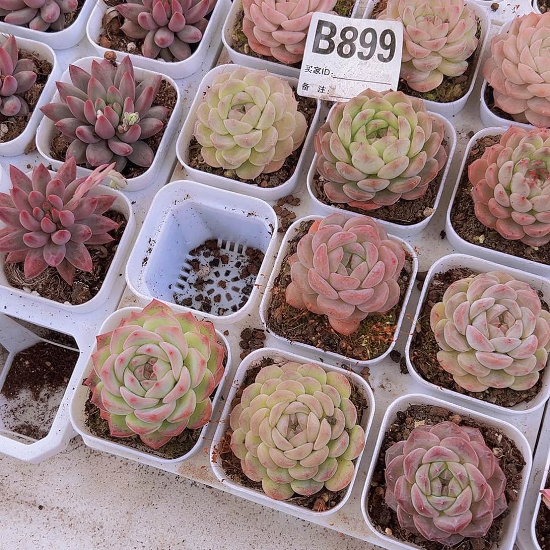 木晴珍妮样品样品