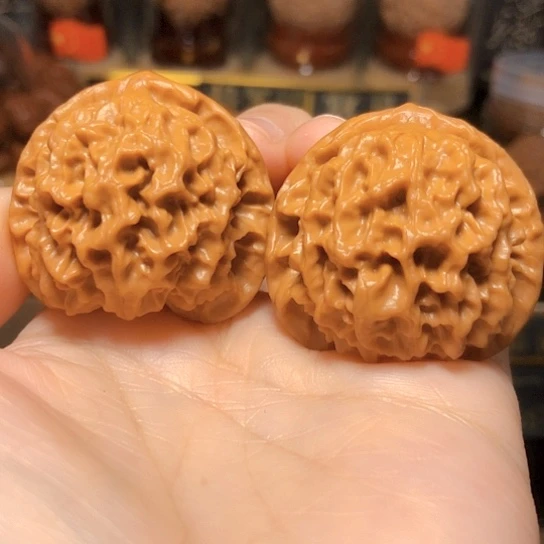 野生小众：玄月狮子头