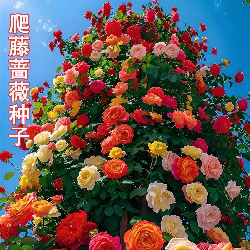 爬墙蔷薇花种籽子四季播种开花月季爬藤植物花籽室外庭院花卉种子