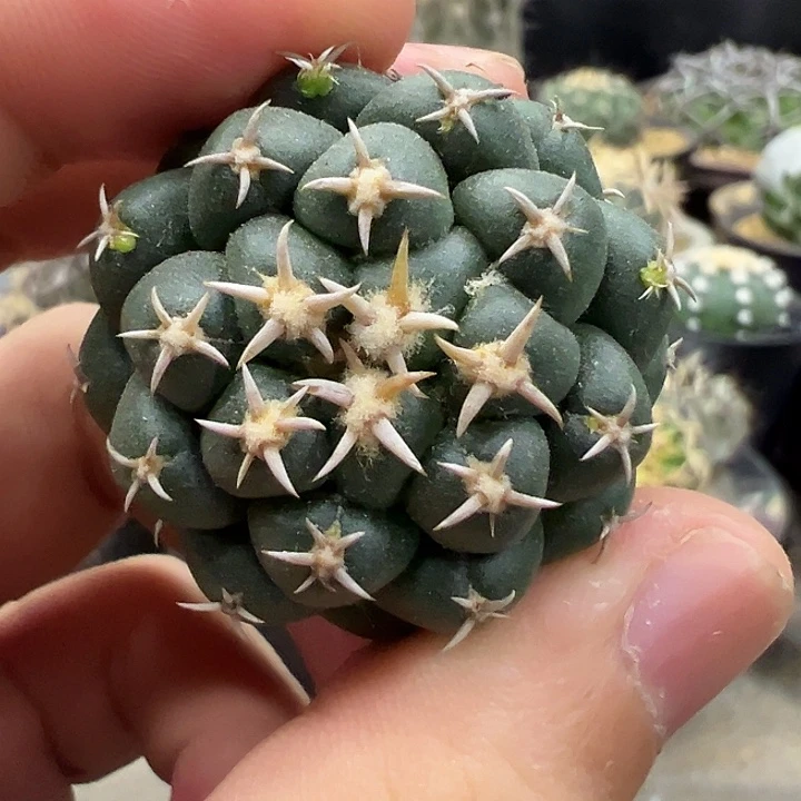 无花朵实生白刺象牙
