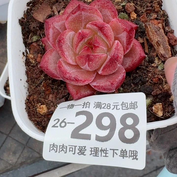 黑武士无盆土发货无盆