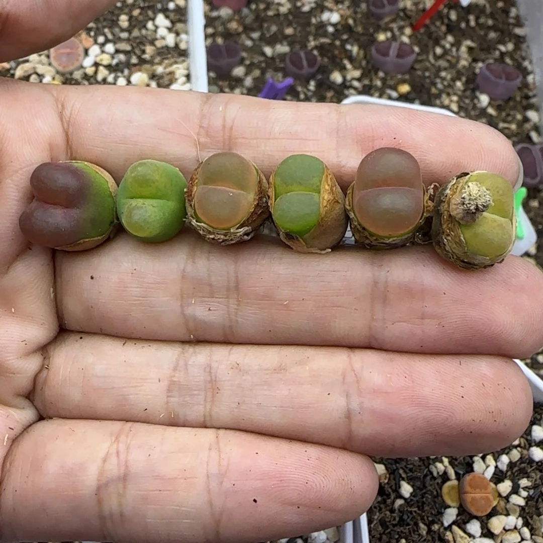 167 清框福利30包邮