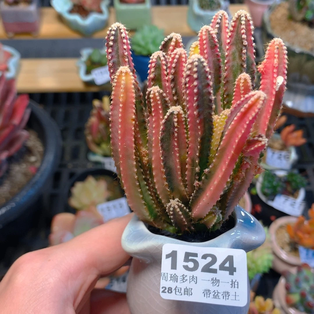 5厘米盆精控多肉1524