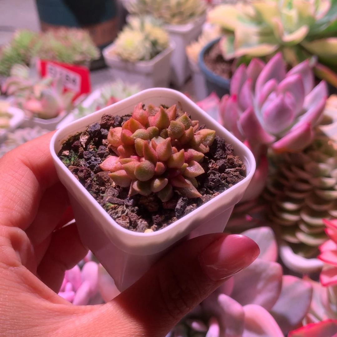小辣椒拉丝锦有根