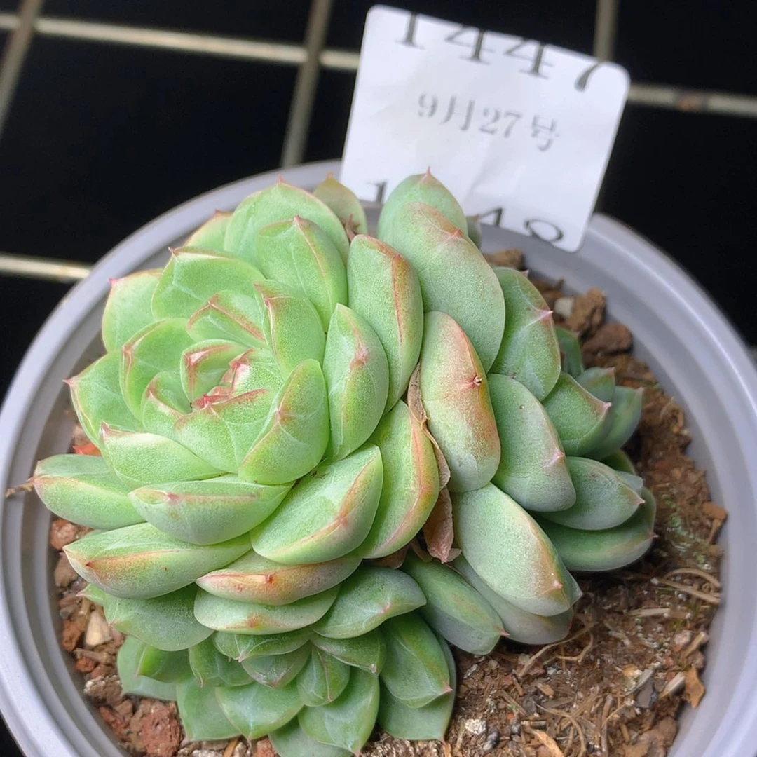 【闪购商品】云1448号线
