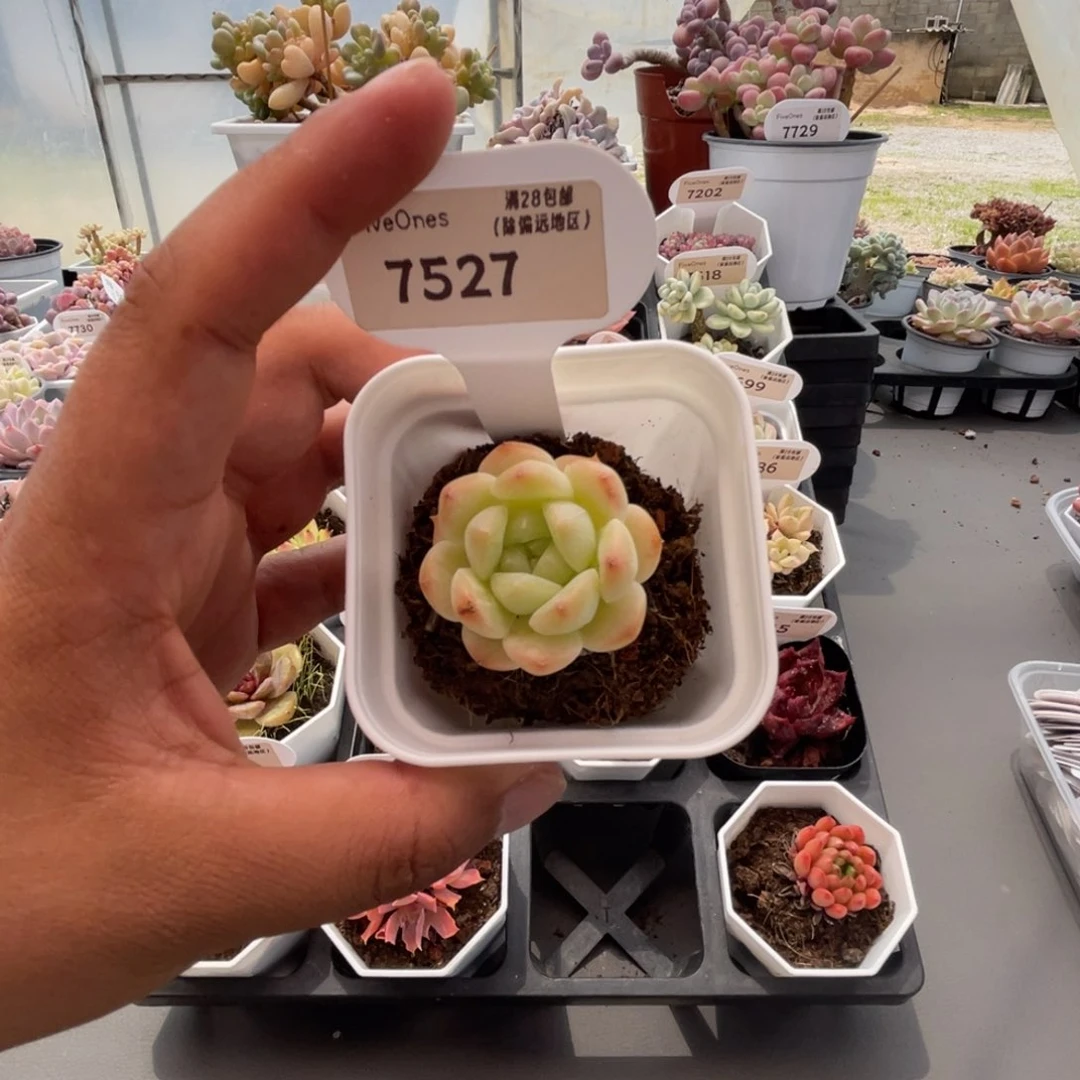 7527白桃汽水3.5厘米