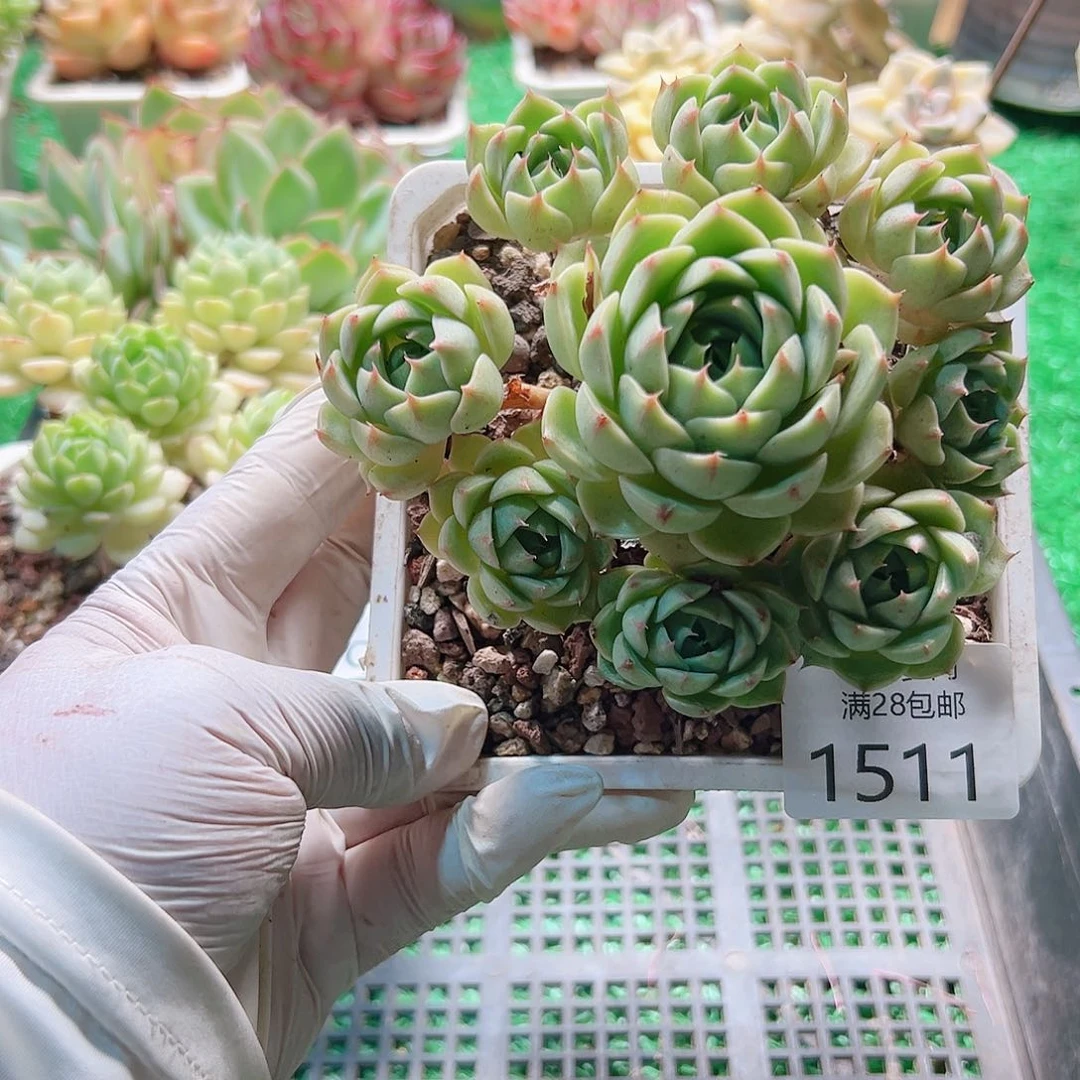 蜂***2多肉一物一拍植物1511