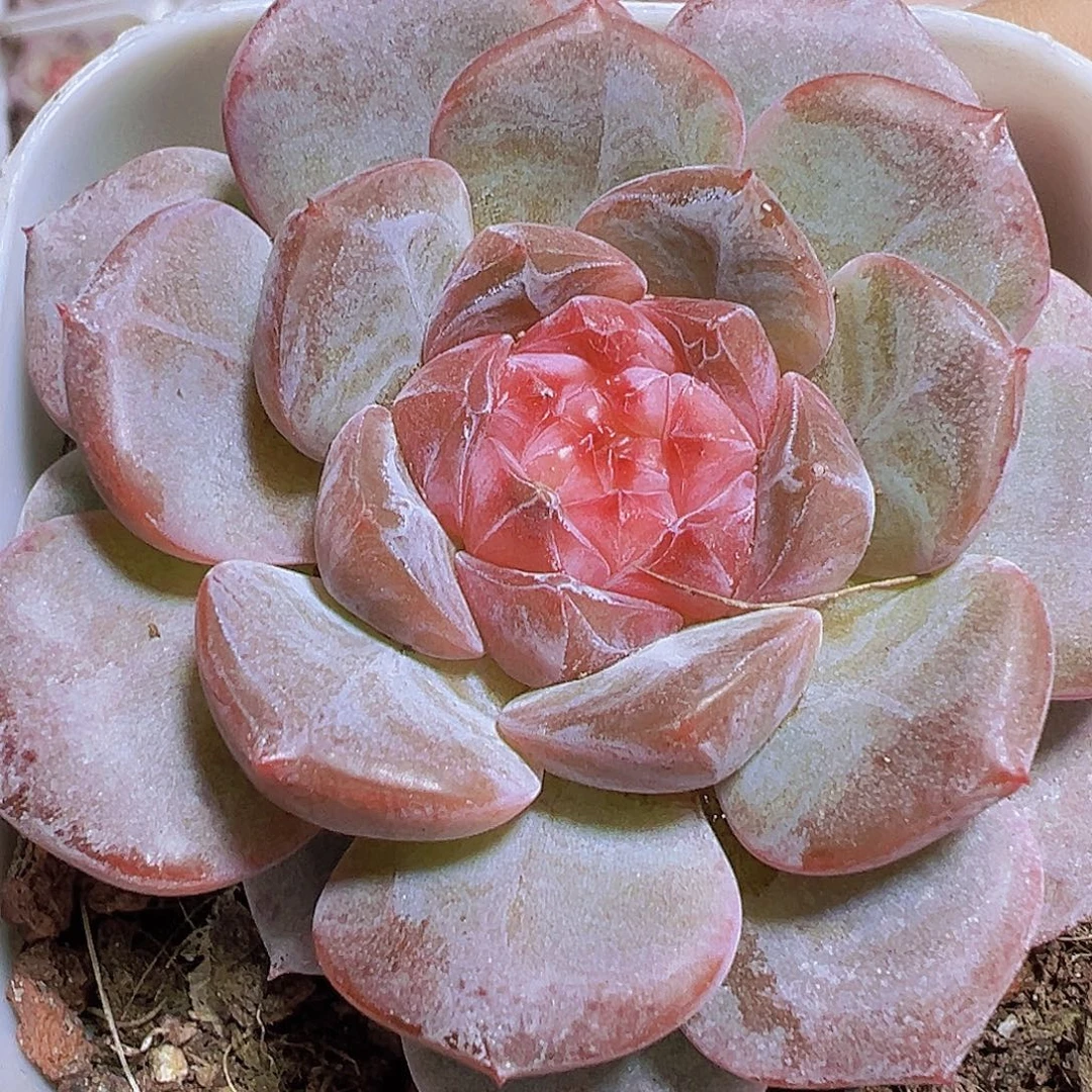 冰心琉璃珍妮19包邮