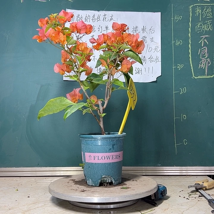 当前无花栽培后可以开花  波伊斯玫瑰  1232