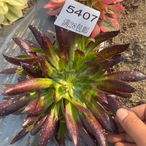 朱雀的多肉多肉5407