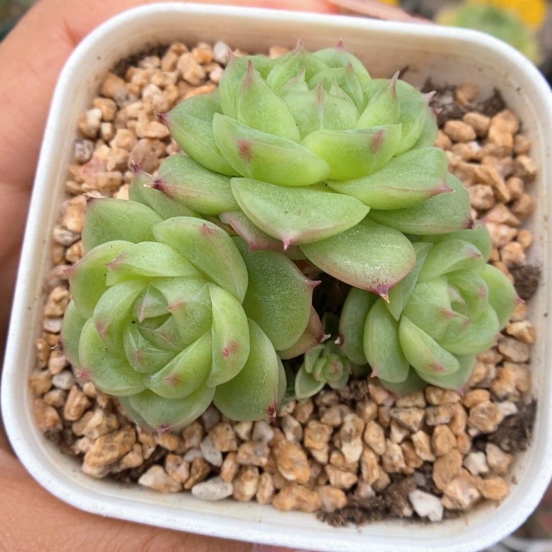 蜜蜡麦秆群生713号。