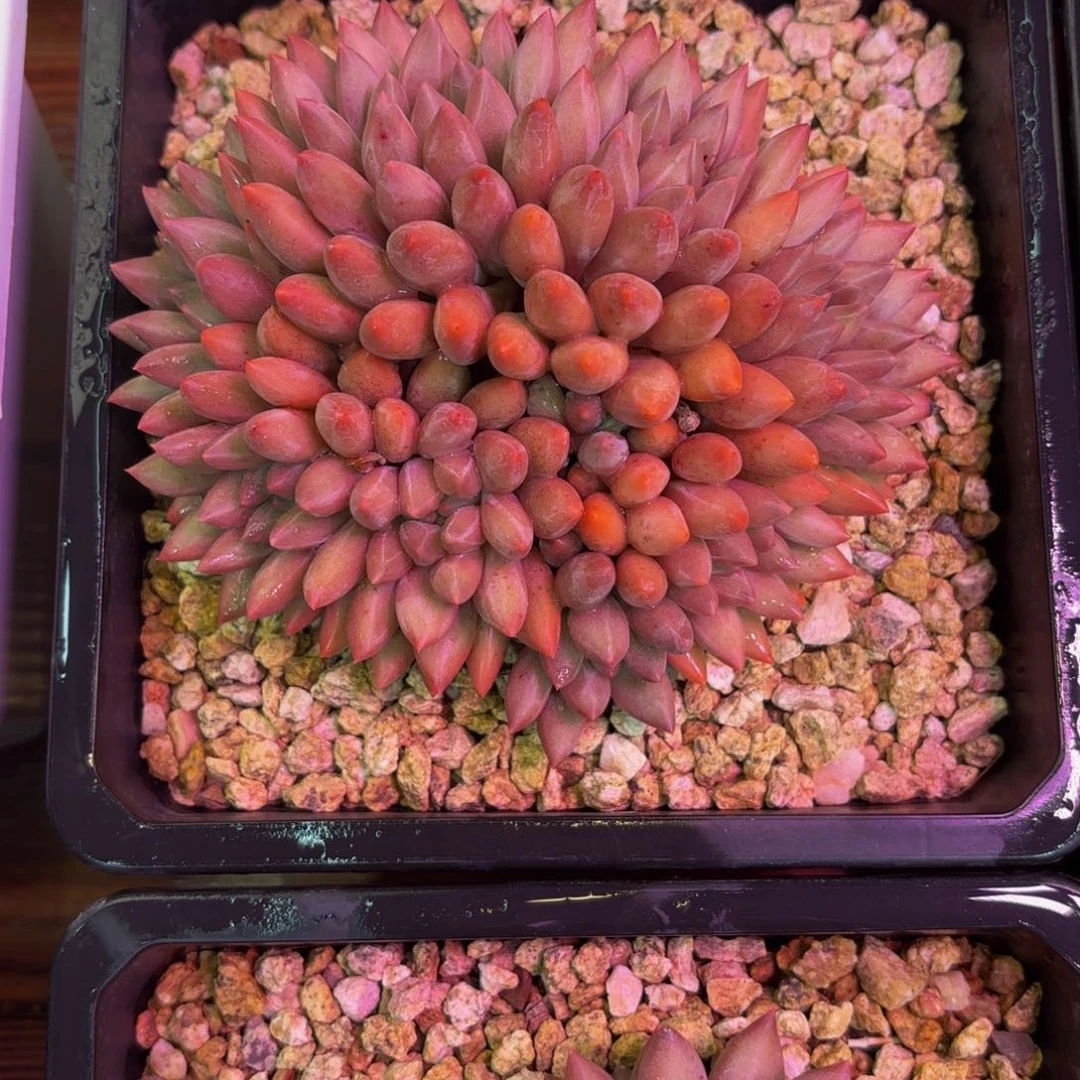 鑫***发黄体水晶球多肉植物发货