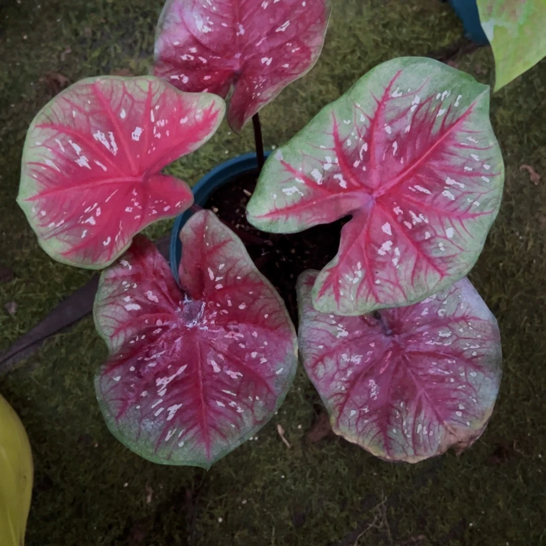 无花朵福利泰彩122