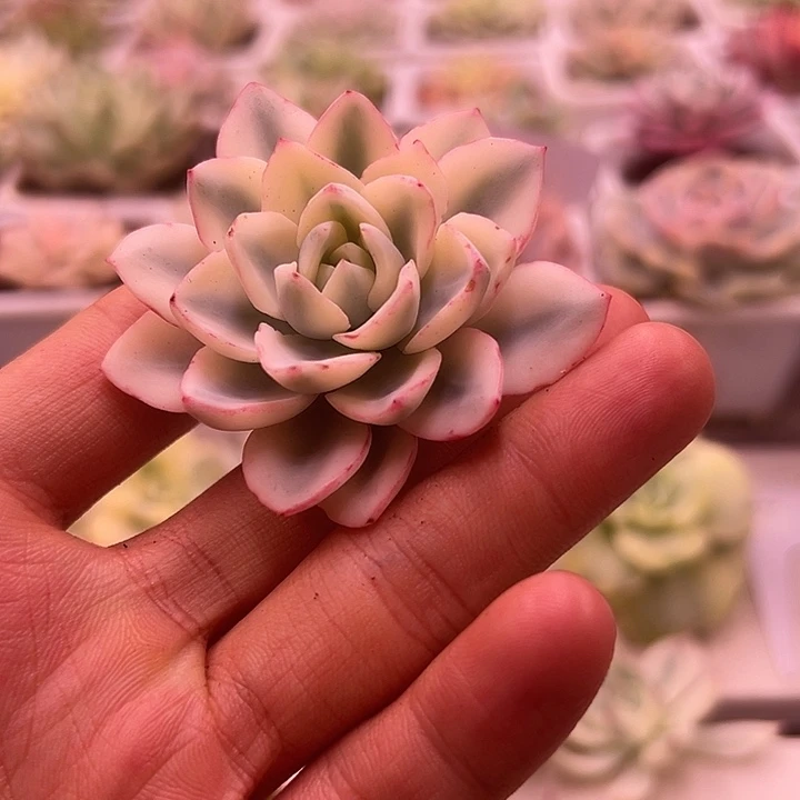 1029号奶油黄桃宽锦