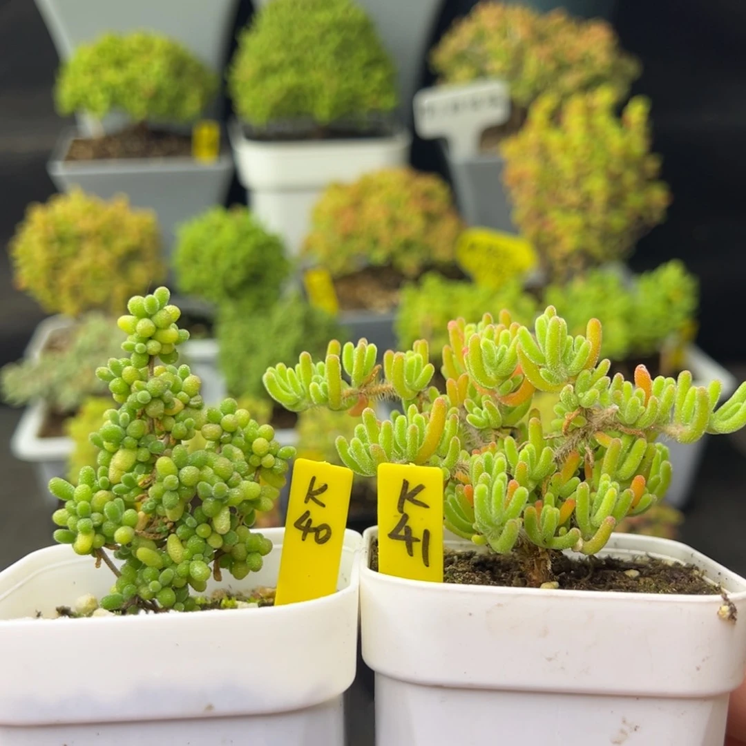 米粒➕荧光兔带盆带土发货