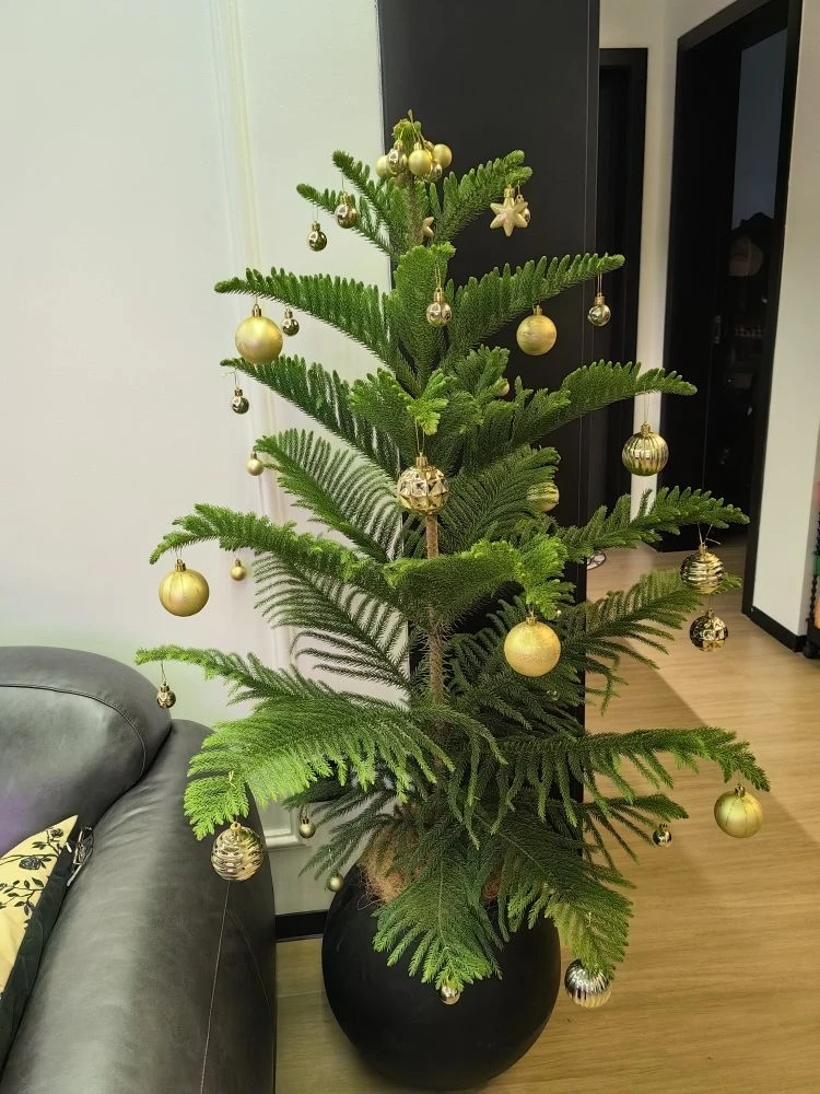 【基地直销】正宗精品南洋杉一手货源好品质盆栽植物室内高级感客厅