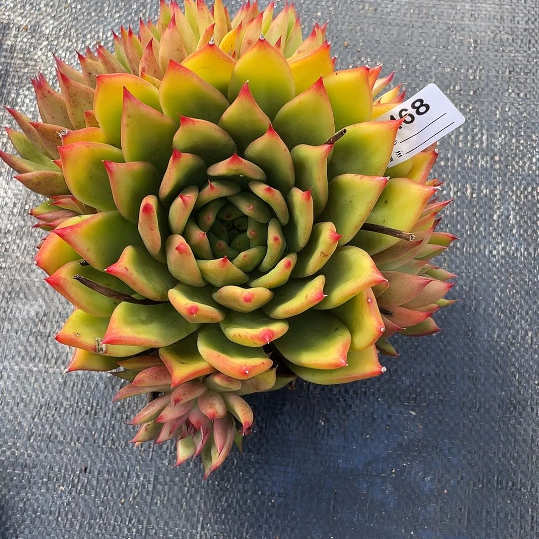 若如东云单拍B468