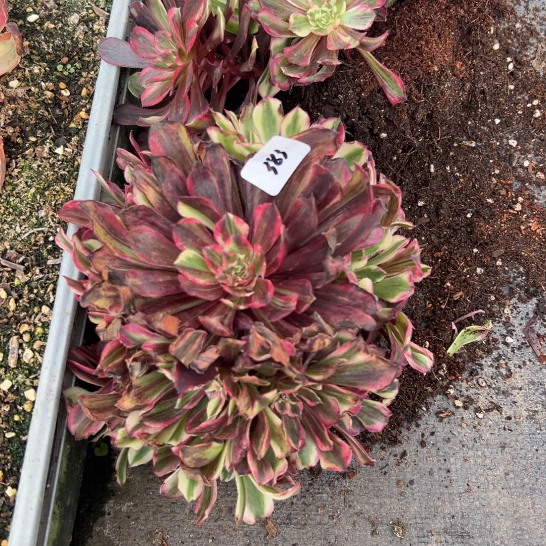 383同花顺捧花一颗多肉多肉