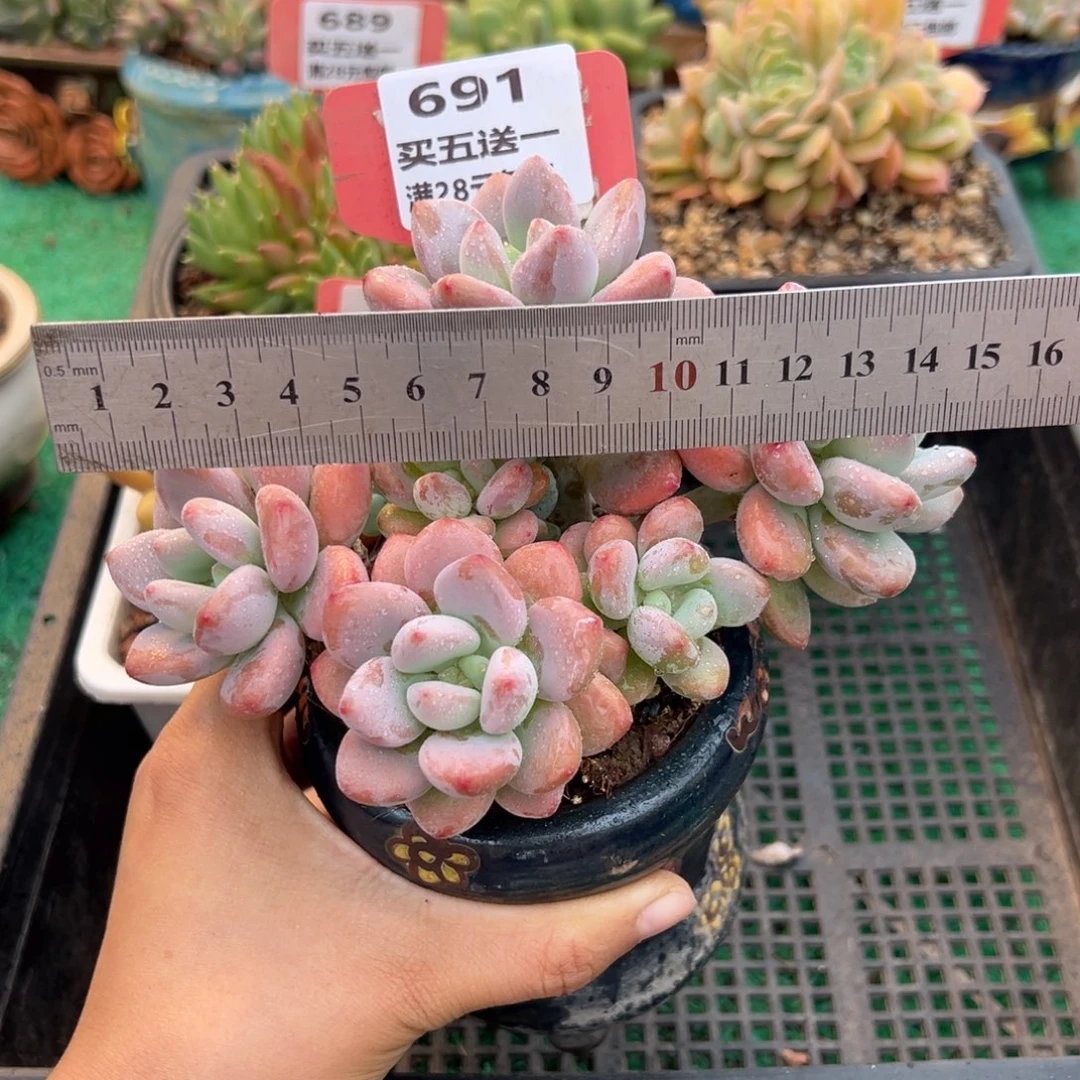 表妹精品多肉植物691.