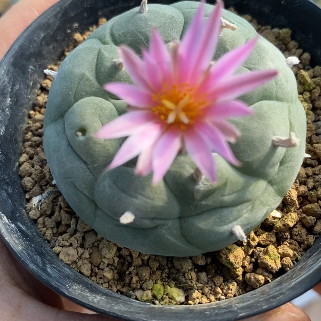 w***e无刺仙人球开花了