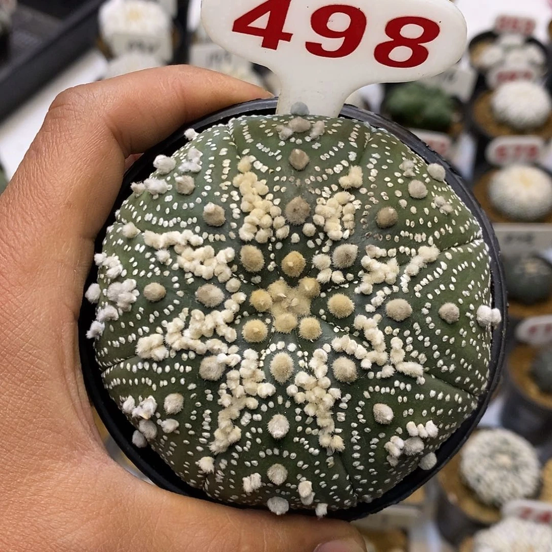 498福利特价来了哦耶