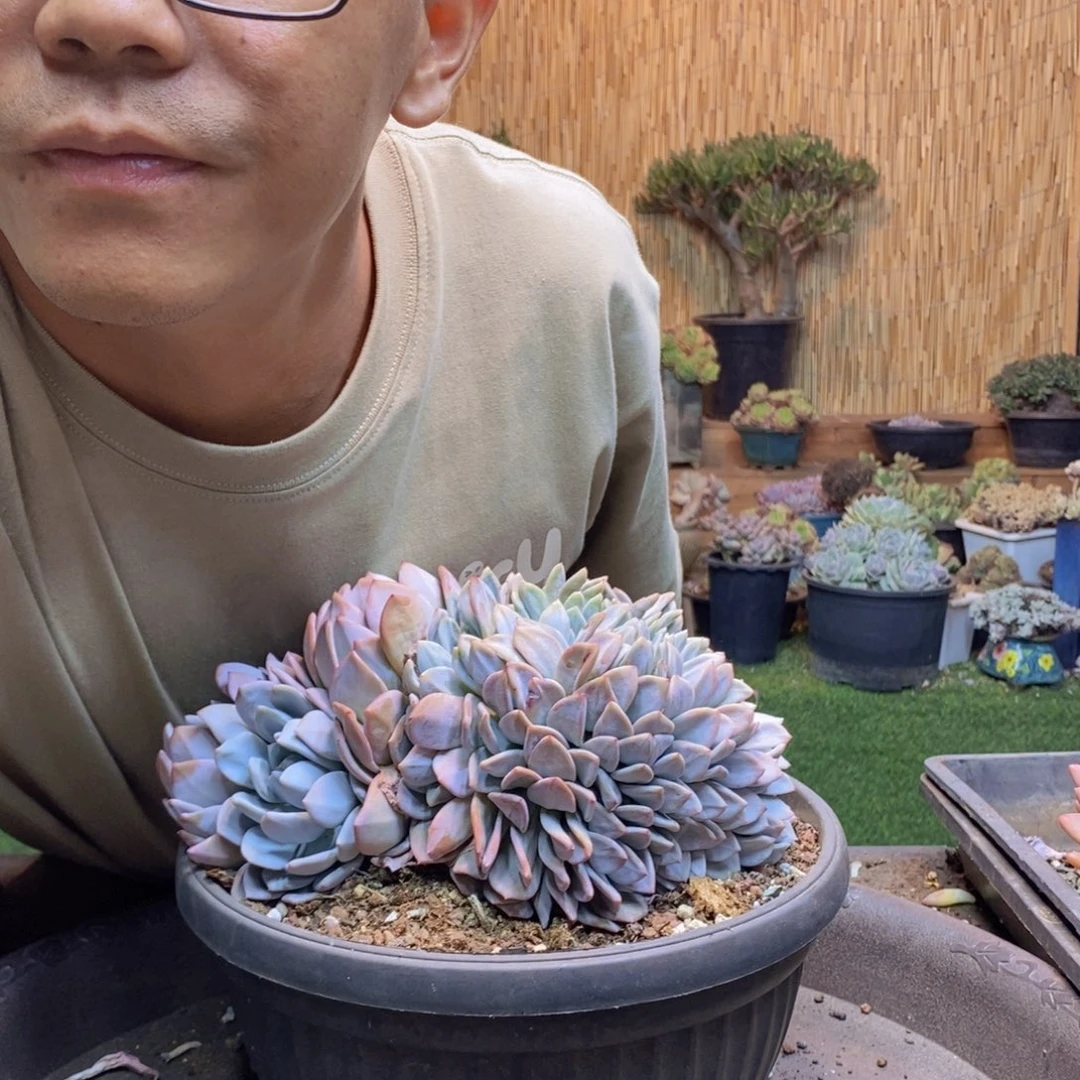 ?*宝574橙子多肉