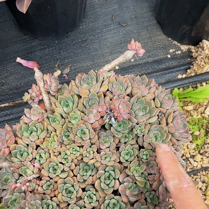 明*粘布偶群888888