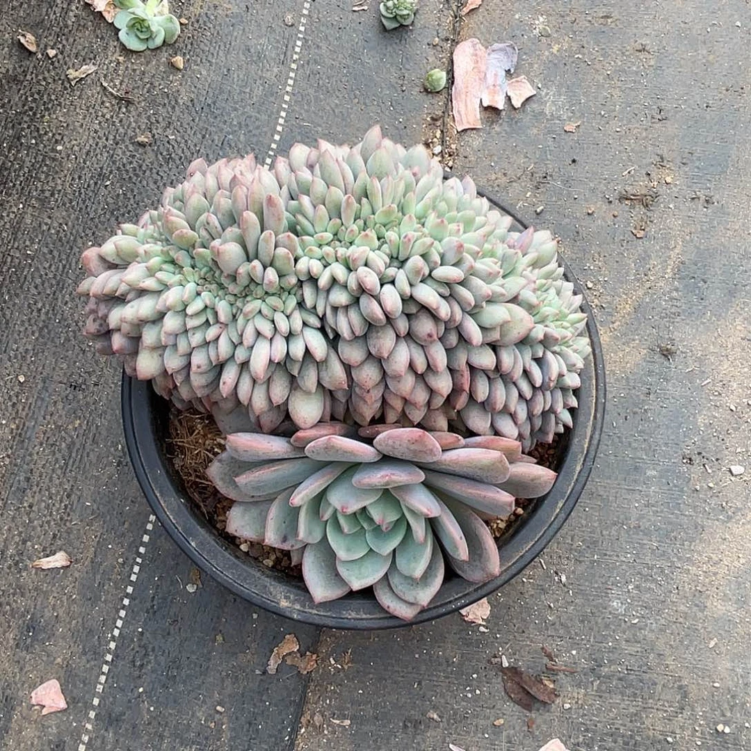 爱丽儿缀化老桩多肉植物
