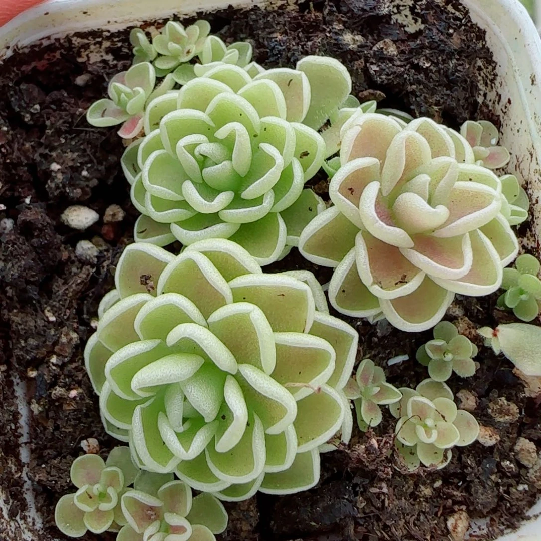 花语逸镜0924-55爱丽丝捕虫堇
