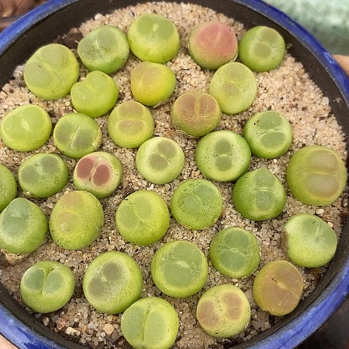 18517紫皮拉登一颗    发样本