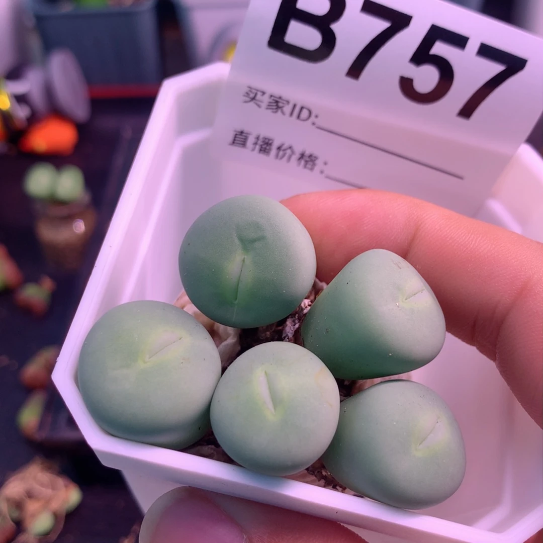 B757玻尿酸大嘴植物