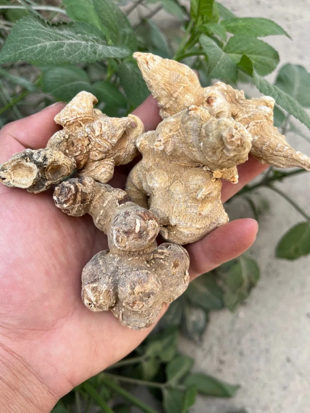 【彭彭现収山货】天-王-参500g-1000g食用农产品