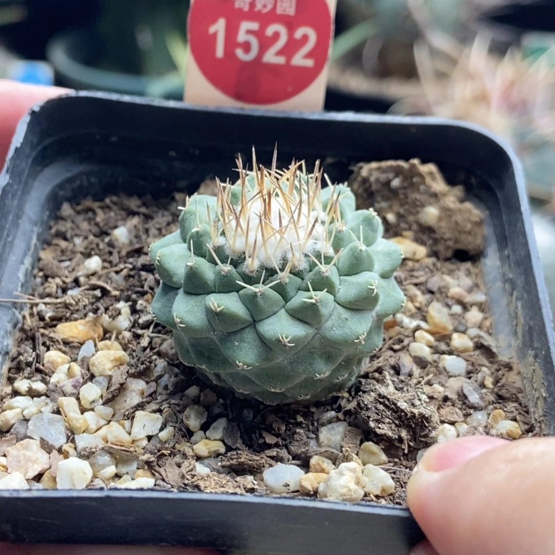 实生母本长刺菊水3.1cm