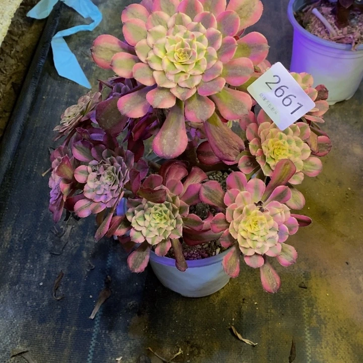 粉铜白多肉断头不包2661