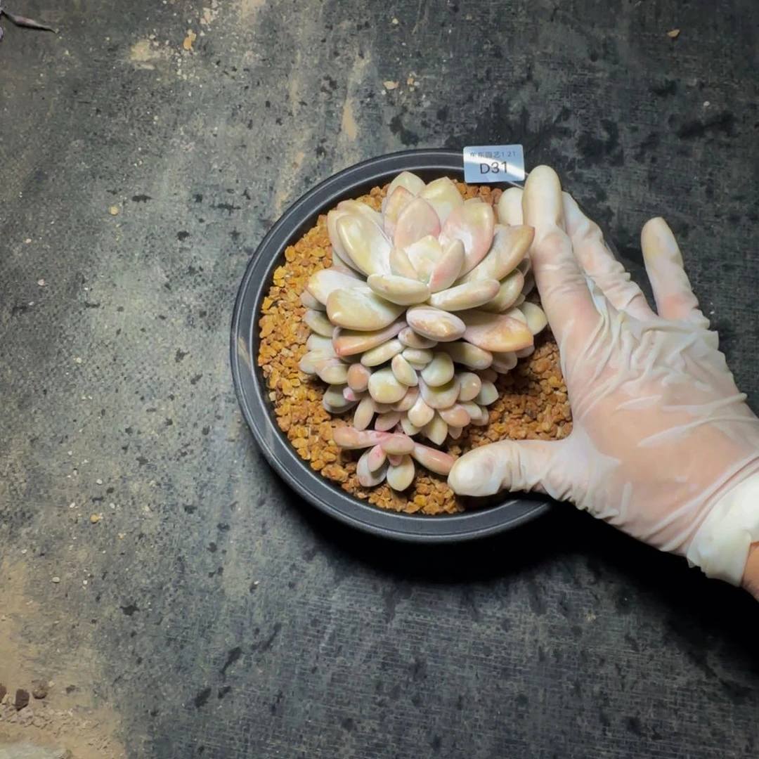 d d d d d d d d d 31