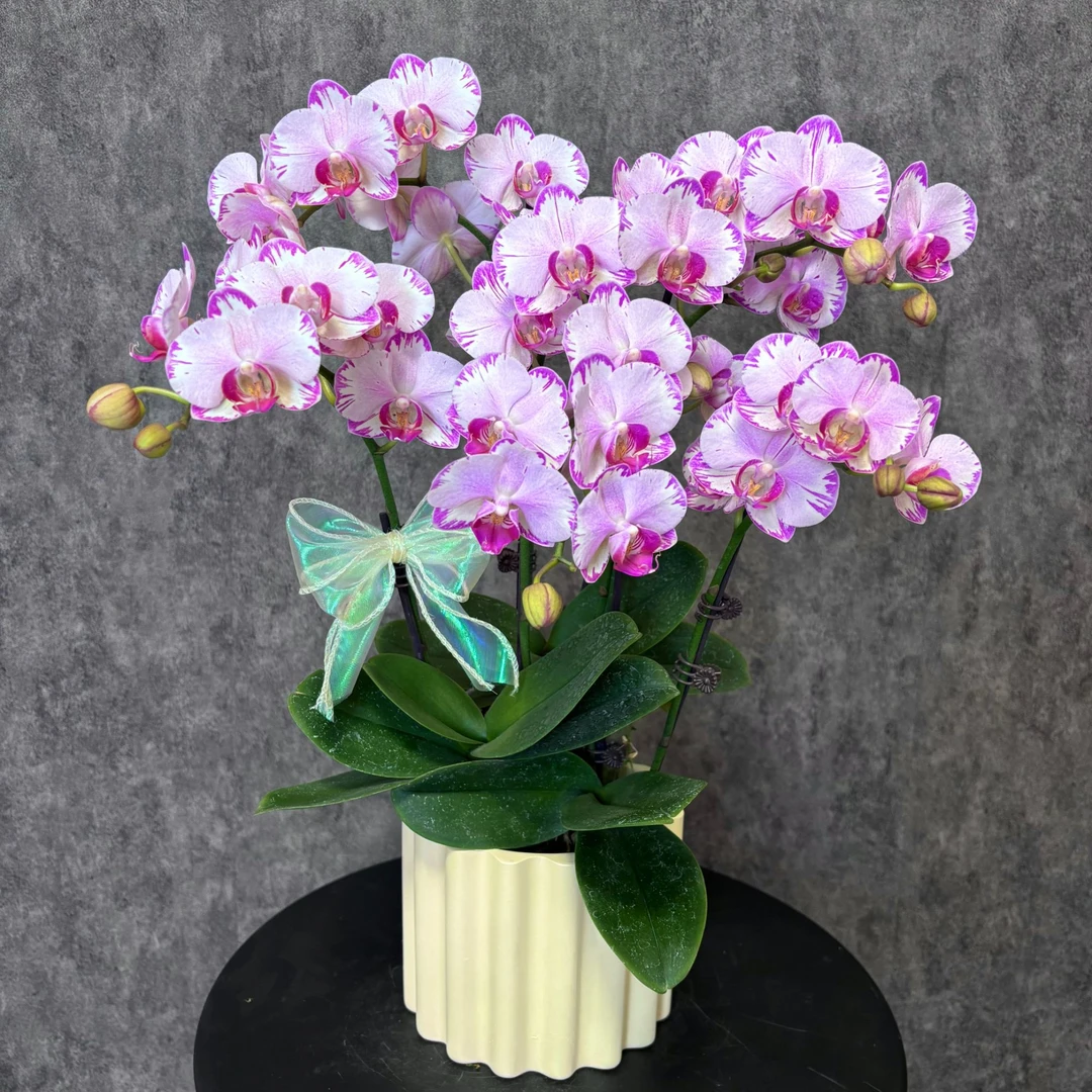 【粉闪电-蝴蝶兰】鲜花绿植 定制款 易养花期长 家居摆件