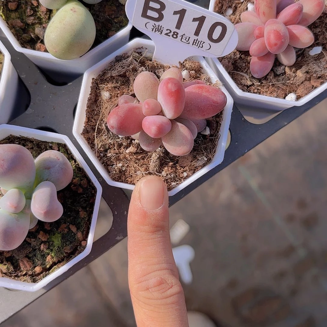 B110糖果美人一物一拍