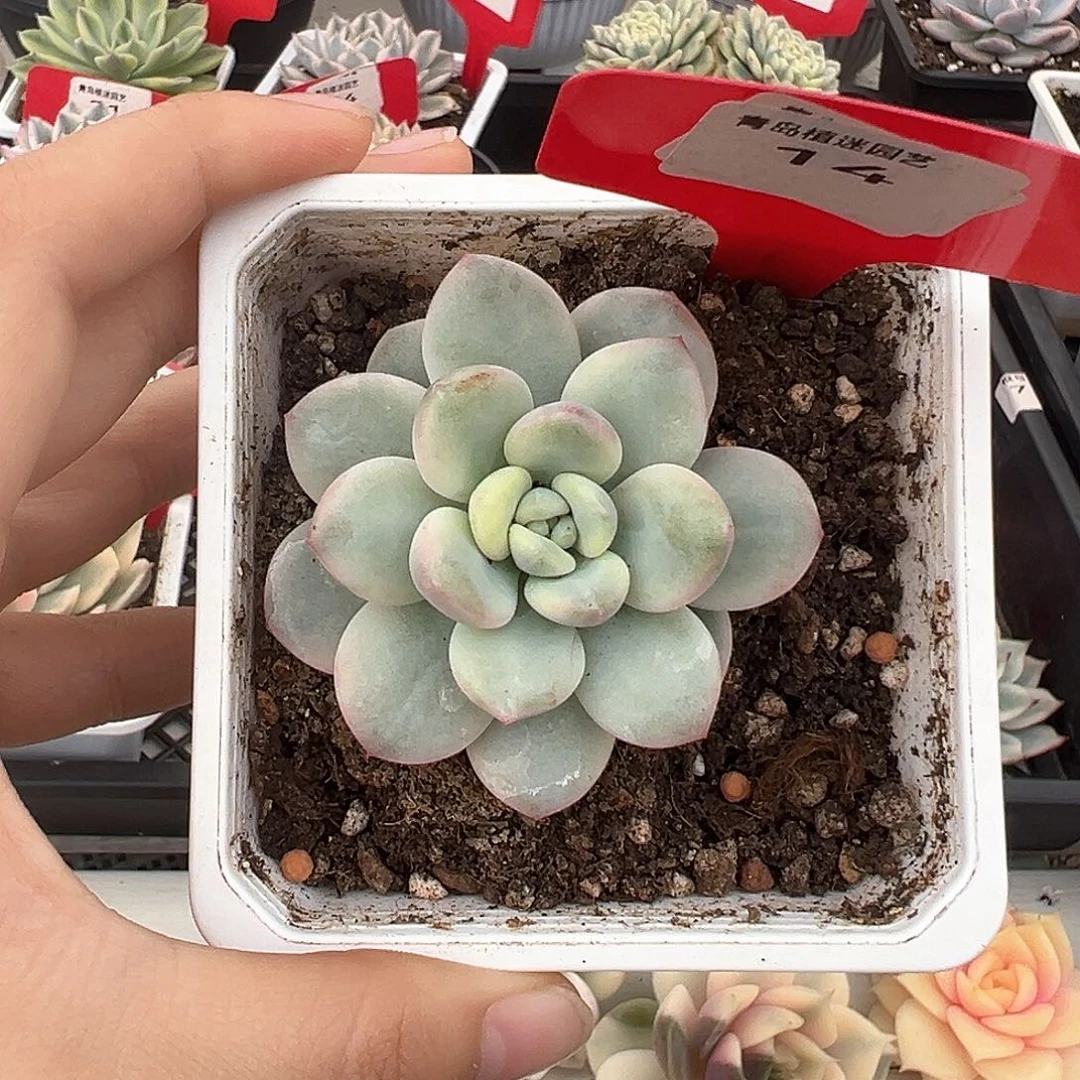 14号白马香水锦多肉植物