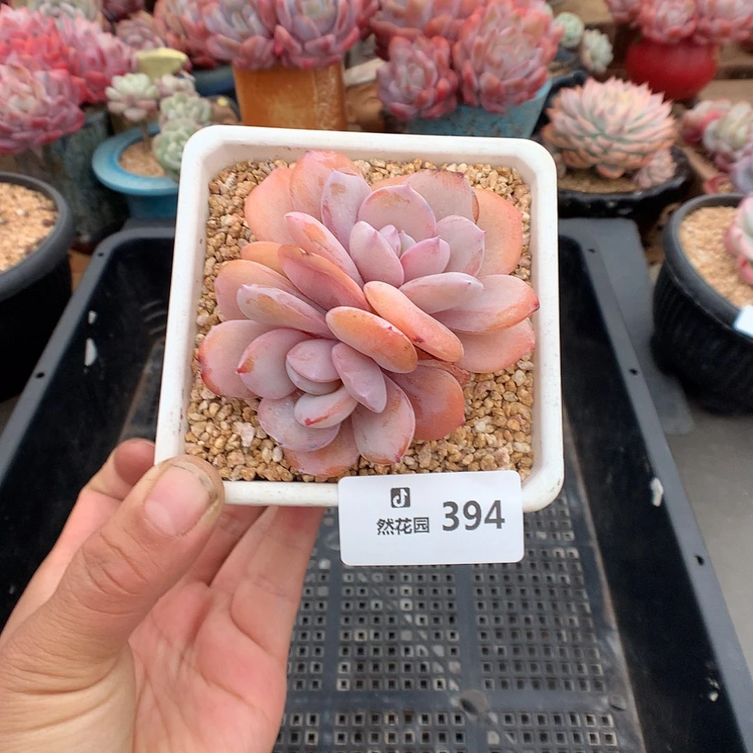 394奶茶多肉植物666